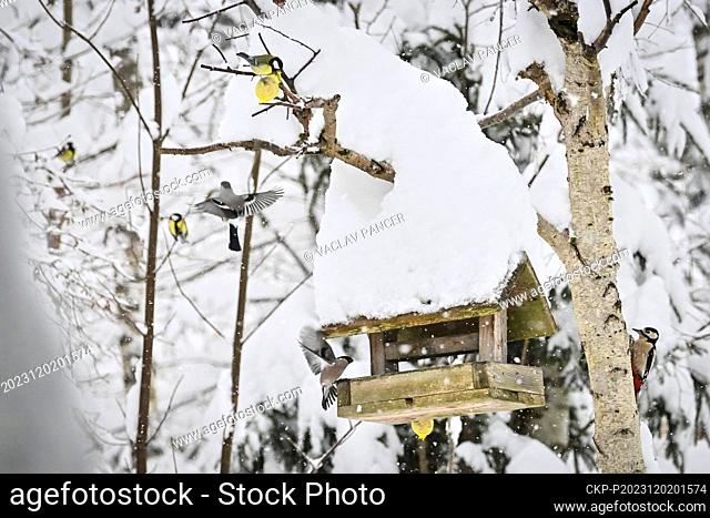 Birds at a snow-covered bird feeder near Pekna, Prachatice region, Czech Republic, December 2, 2023. (CTK Photo/Vaclav Pancer)