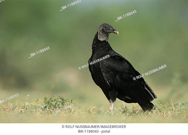 Black Vulture (Coragyps atratus), adult, Willacy County, Rio Grande Valley, South Texas, USA