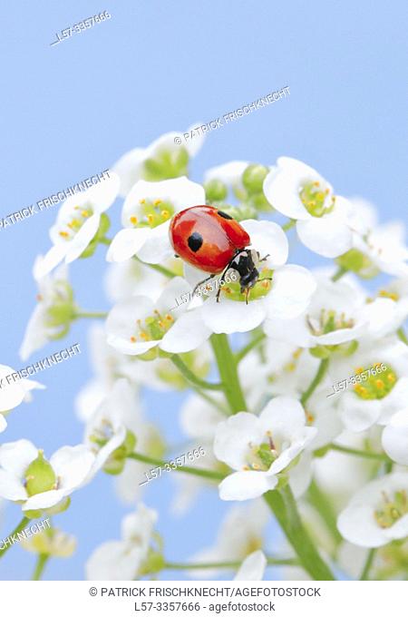 ladybird, Coccinellidae, on sweet alison flowers, Lobularia maritima, Switzerland