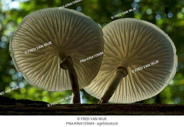 Porcelain fungus Oudemansiella mucida - Planken Wambuis, Ede, Veluwe, Guelders, The Netherlands, Holland, Europe