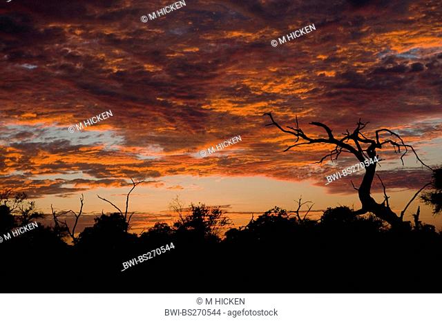 sunset over the savannah, Botswana, Chobe National Park