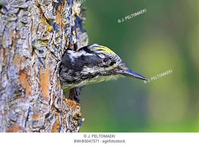 three-toed woodpecker (Picoides tridactylus), male looking out from nesthole, Finland