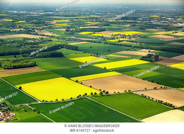 Blooming rape fields, Soester Börde, Werl, Ruhr district, North Rhine-Westphalia, Germany