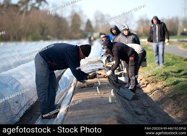 23 March 2020, Hessen, Weiterstadt: Seasonal workers prick asparagus on the Tannenhof cultivation area. The Hessian Farmers' Association fears crop failures for...