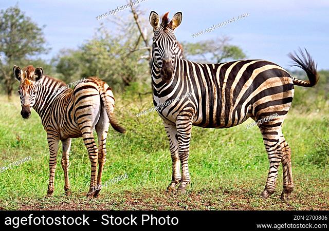 Zebra, Steppenzebra, Südafrika, South Africa, Plains Zebra, Equus quagga ------------------------------ a wildlife document, nothing arranged or manipulated