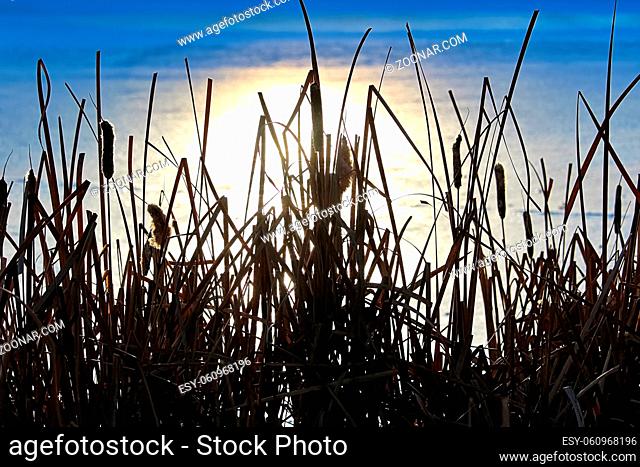 Silhouette of cattail in winter against a reflection on frozen water