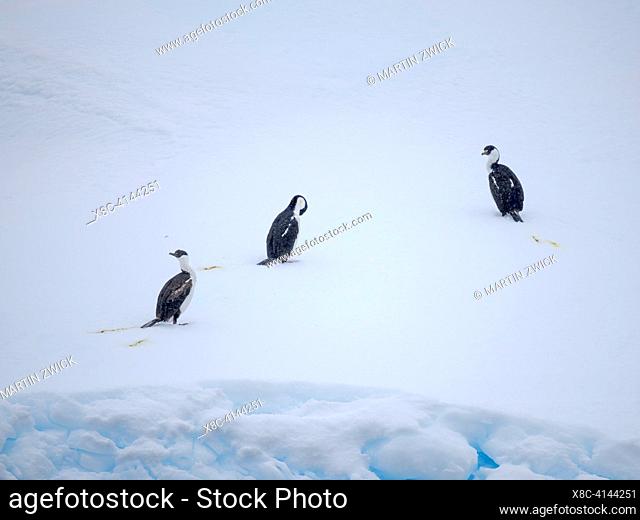 Antarctic Shag or Antarctic cormorant (Leucocarbo bransfieldensis) resting on iceberg, The taxonomie of the blue-eyed shags in and around Antarctica is under...