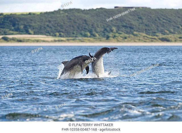 Bottlenose Dolphin Tursiops truncatus two adults, breaching, Chanonry Point, Black Isle, Moray Firth, Scotland