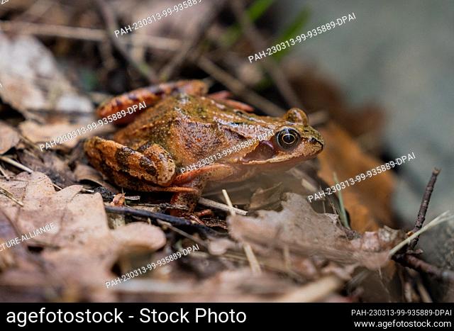 13 March 2023, North Rhine-Westphalia, Bonn: A grass frog crouches in front of a trap fence between a forest and a road. After freezing cold