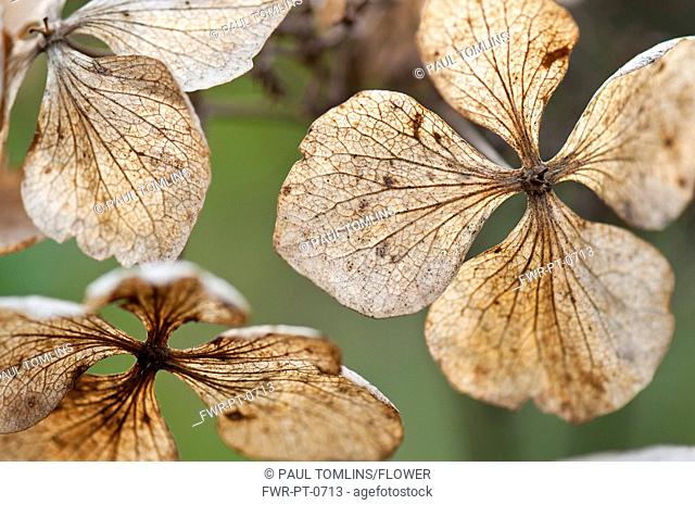Translucent, spent and dried flowers of Hydrangea macrophylla 'Mariesii Perfecta' with network of veins extending across each petal-like sepal