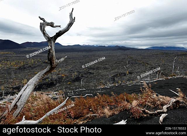 Kamchatka Peninsula volcano landscape: burnt trees (larch) on volcanic slag, ash in Dead Wood (Dead Forest) - consequence of natural disaster - catastrophic...