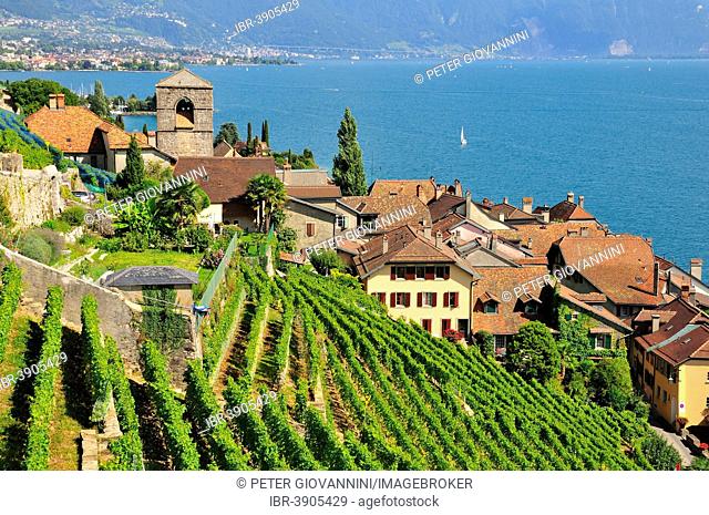 View over the wine-producing village and Lake Geneva towards Lausanne, Saint-Saphorin, Lavaux, Canton of Vaud, Switzerland