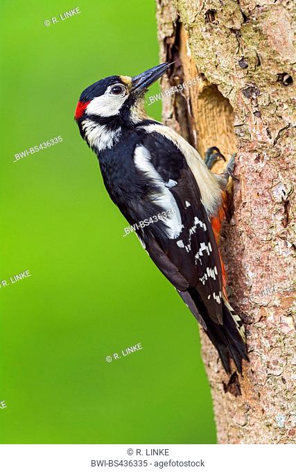 Great spotted woodpecker (Picoides major, Dendrocopos major), sitting at the entrance of the den, Germany