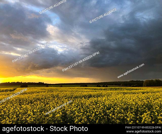 07 November 2023, Brandenburg, Sieversdorf: Dark rain clouds pass over a field of flowering mustard in the Oder-Spree district of East Brandenburg