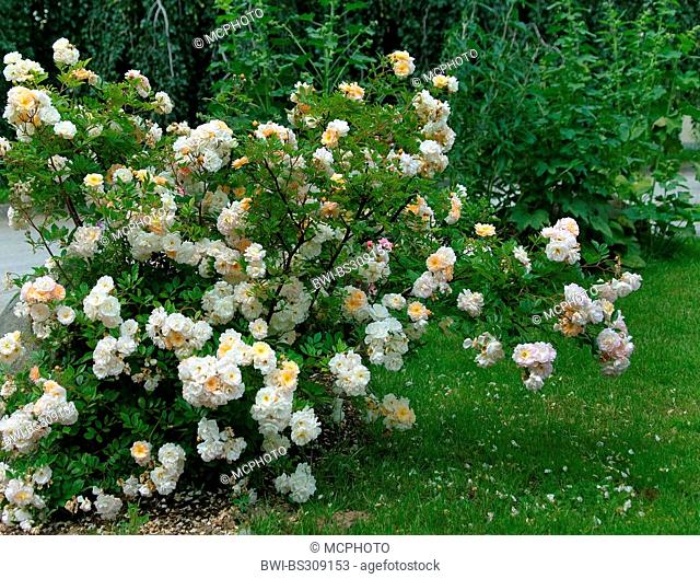 ornamental rose (Rosa 'Ghislaine de F?ligonde', Rosa Ghislaine de F?ligonde), cultivar Ghislaine de F?ligonde