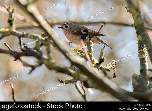 A Goldcrest is sitting on a branch
