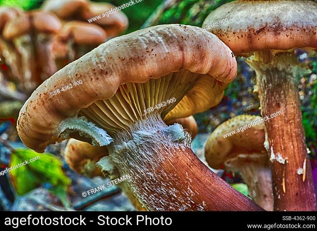 USA, New Hampshire, Mushroom growing on forest floor