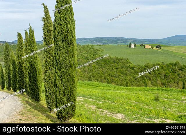 Landscape with the Cappella di Vitaleta and Italian cypress trees (Cupressus sempervirens) in the Val d'Orcia near Pienza in Tuscany, Italy