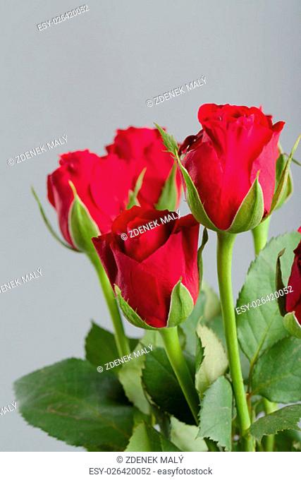 Bouquet of fresh red roses on grey background