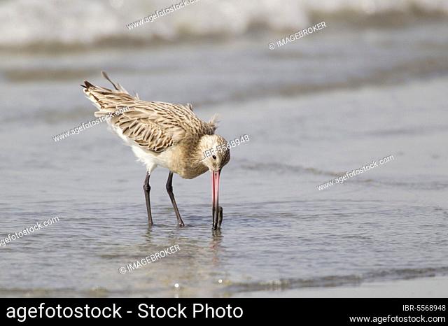 Bar-tailed godwit (Limosa lapponica) adult, non-breeding plumage, feeding in shallow water on the coast, Gambia, Africa