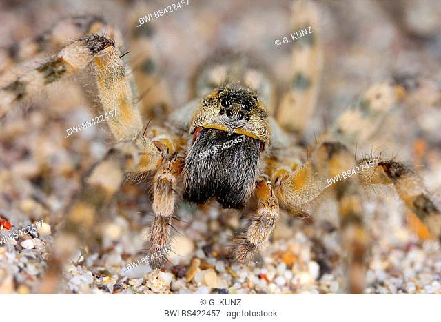 wolf spider, ground spider (Arctosa cinerea), female, Austria