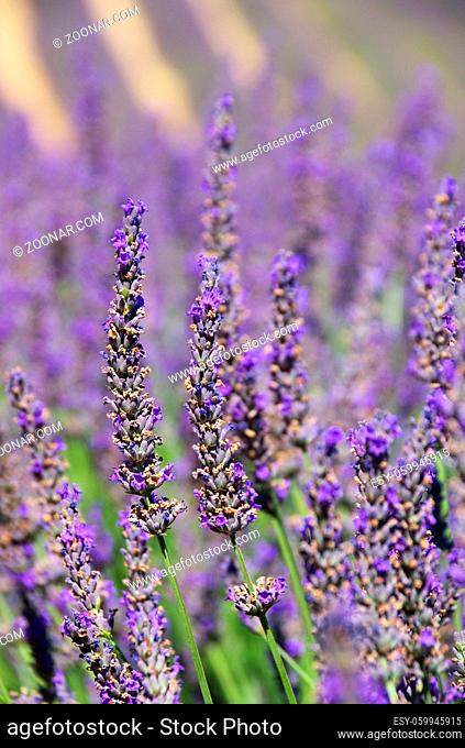 Lavendel - lavender 160