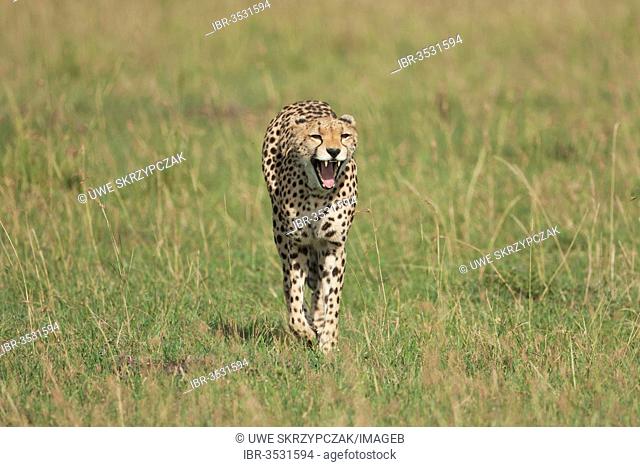 Running, yawning Cheetah (Acinonyx jubatus)