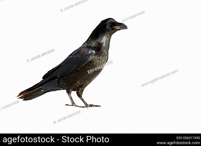Common raven, corvus corax, standing in nature isolated on white background. Dark bird watching cut out on blank. Black feathered animal looking with copy space