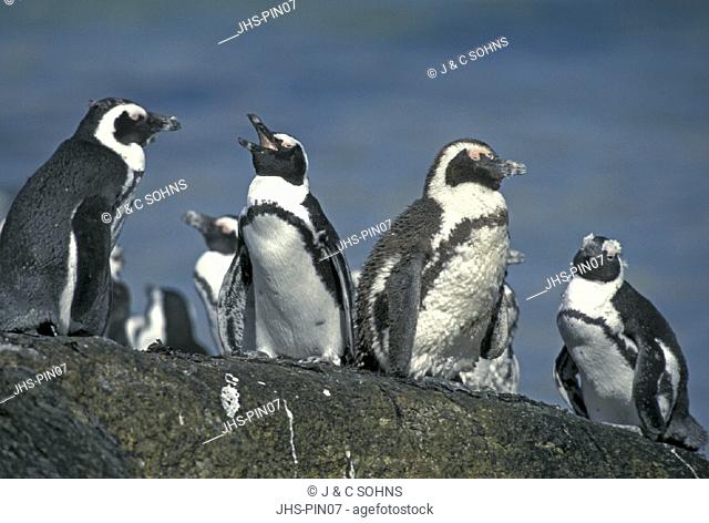 Jackass Penguin  , Spheniscus demersus , Boulders , Cape Peninsula , South Africa , Africa , colony