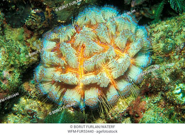 Fire Sea Urchin, Asthenosoma varium, Puerto Galera, Mindoro Island, Philippines