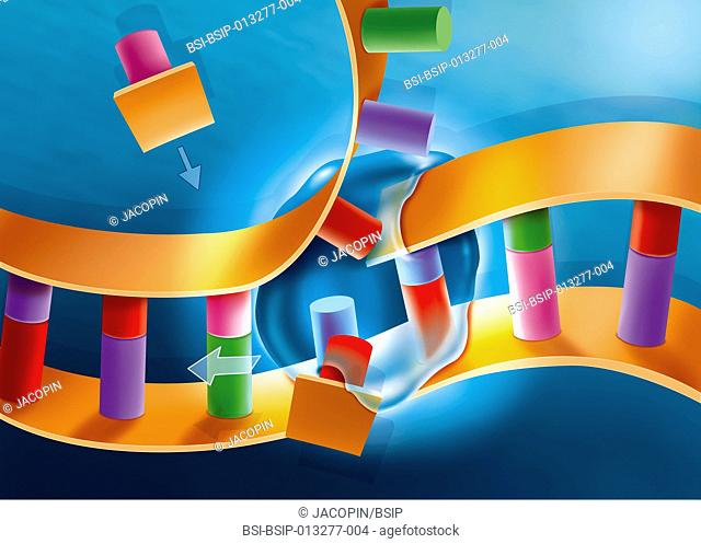 Illustration of the third stage of DNA replication. The DNA polymerase (blue) meets a part of the double DNA strand and separates the two strands while...