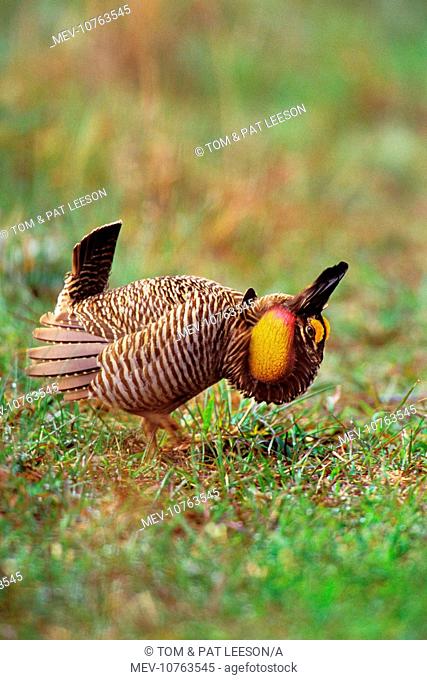Male Attwater's Prairie Chicken / Grouse - displaying (Tympanuchus cupido attwater)