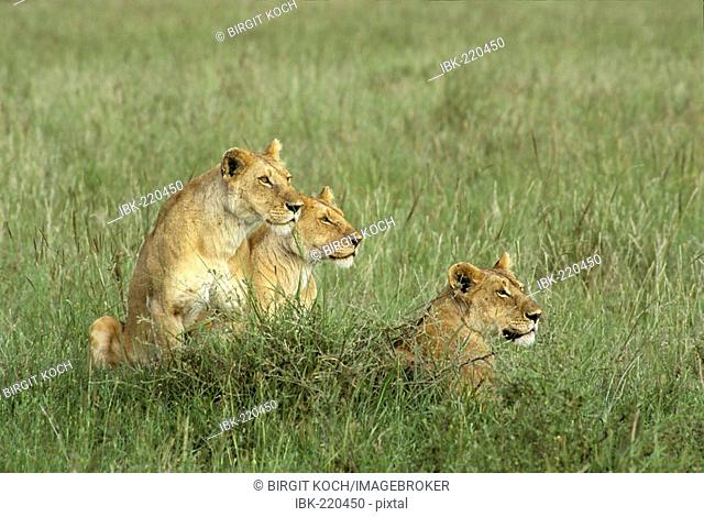 Three lionesses (Panthera leo) lurking, Masai Mara, Kenya, Africa