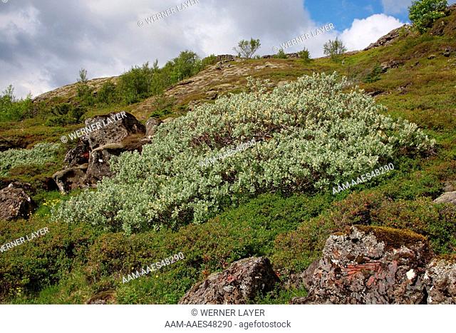 Dwarf Willow (Salix herbacea) in Highlands of Iceland