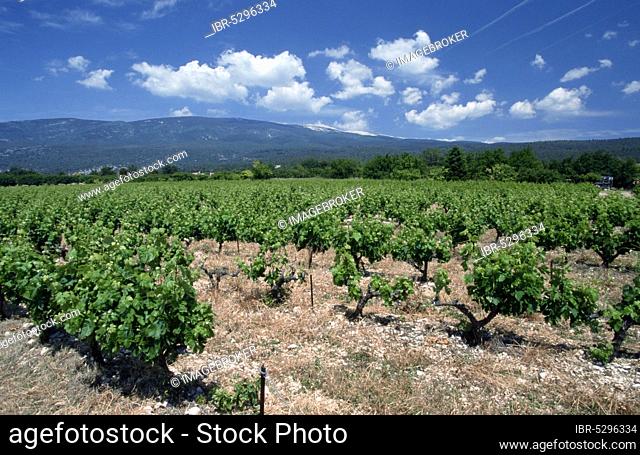 Vineyard in front of Mont Ventoux, Provence, South of France