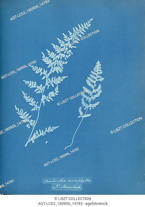 Cheilanthes microphylla, N. America; Anna Atkins (British, 1799 - 1871); England; 1853; Cyanotype; 25.4 × 19.4 cm (10 × 7 5, 8 in.)