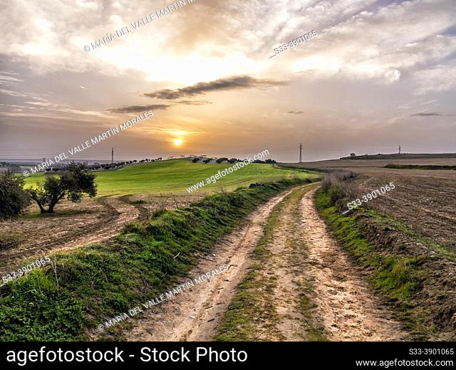 Sunrise, road, olives and fields. Pinto. Madrid. Spain. Europe