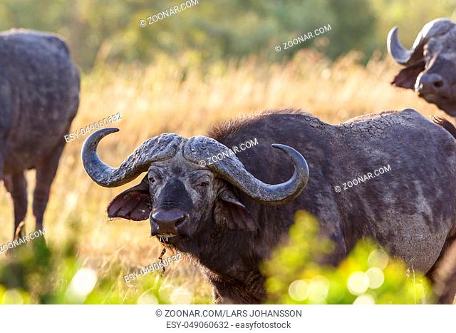 Wild African Buffalo on the savannah