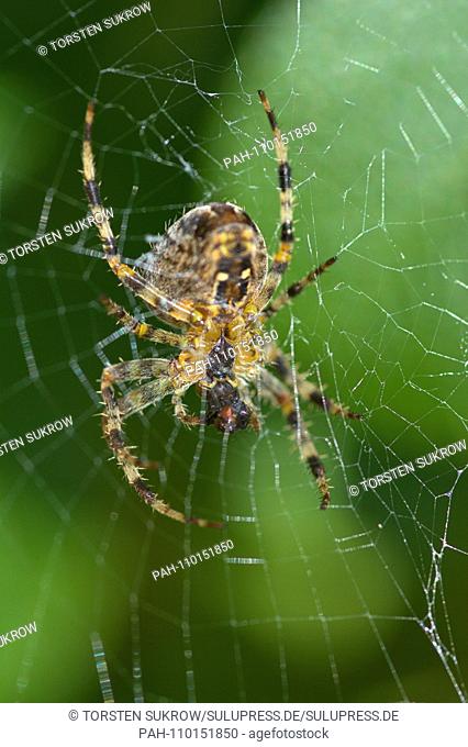 A garden spider (Araneus diadematus) eats its prey in the spider web, a fly on a beautiful autumn day in October 2018 in Schleswig