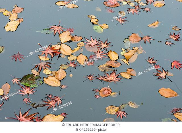 Smooth Japanese maple (Acer palmatum) and European beech (Fagus sylvatica) leaves in pond, Lower Saxony, Germany