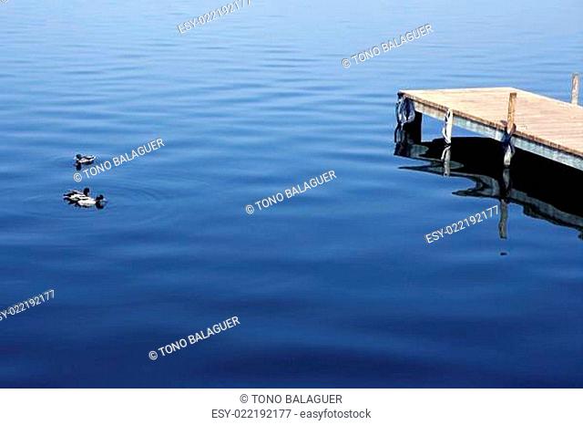 Ducks on blue water near a wooden dock in Albufera Valencia Spain