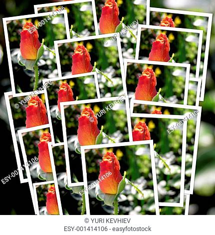 collage of many photographs different red roses