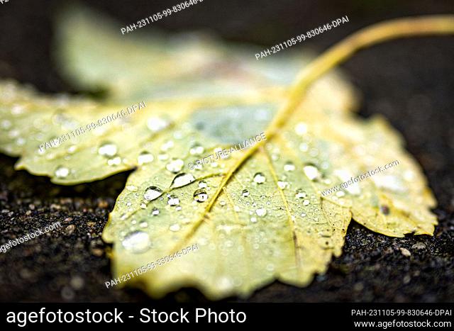 05 November 2023, North Rhine-Westphalia, Duisburg: A leaf with fine raindrops on it lies on the ground. Lots of clouds with rain and wind: the weather in North...