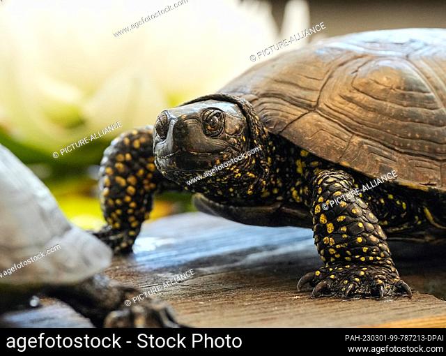 01 March 2023, Brandenburg, Potsdam: A taxidermied terrapin sits on a wooden board in the workshop of taxidermist Christian Blumenstein at the Potsdam Museum of...