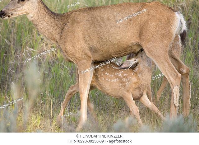 Mule Deer Odocoileus hemionus adult female, suckling young, North Dakota, U S A