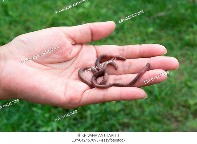 Female hand holding earth worms in hands