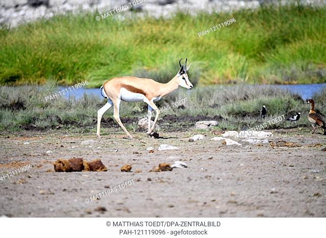 Springbok (Antidorcas marsupialis) in the Namibian Etosha National Park runs past a water hole. This antelope species is distributed exclusively throughout...