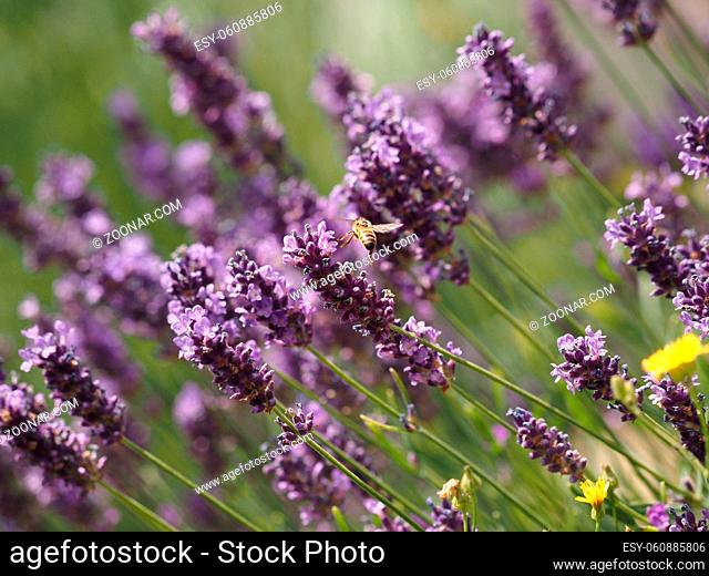 Honeybee flies in a lavender field, seasonal or natural background