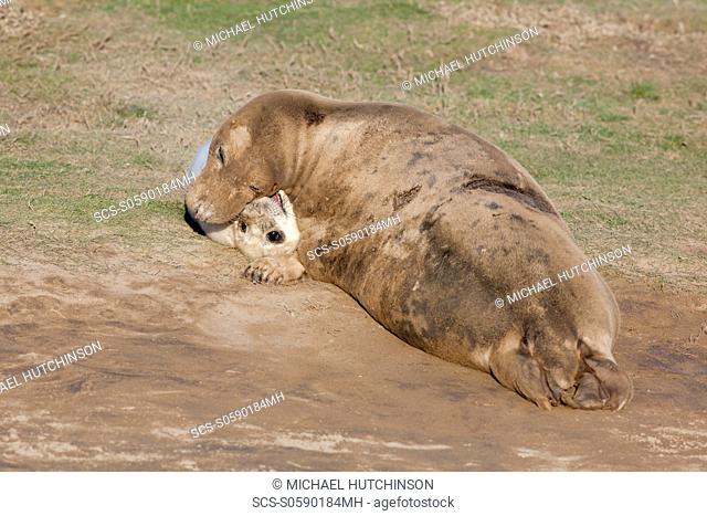 Grey Seal Halichoerus grypus adult female mother and pup 'playing' November Donna Nook, Lincolnshire, UK