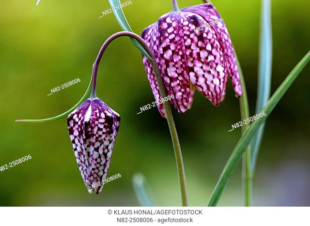 Snake's Head Fritillary Fritillaria meleagris in bloom. The plant is very rare and specially protected - Bavaria/Germany